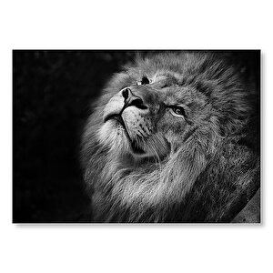 Erkek Aslan Siyah Zemin Monochrome Mdf Ahşap Tablo 35x50 cm