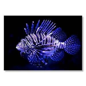 Aslan Balığı Siyah Zemin Neon Mdf Ahşap Tablo 50x70 cm
