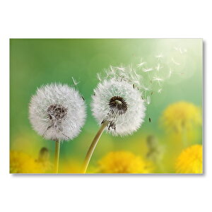 İki Karahindiba Makro Mdf Ahşap Tablo 50x70 cm