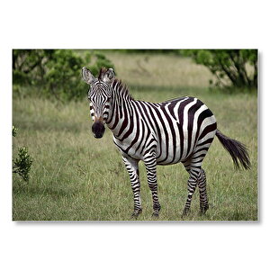 Afrika Çayırında Zebra  Mdf Ahşap Tablo 50x70 cm