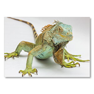 Beyaz Zeminde İguana  Mdf Ahşap Tablo 25x35 cm