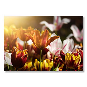Laleler Ve Güneş Işıkları  Mdf Ahşap Tablo 25x35 cm