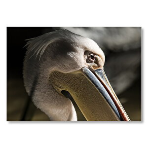 Pelikan Yakın Çekim  Mdf Ahşap Tablo 35x50 cm