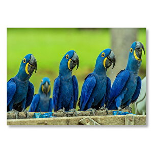 Mavi Macaw Papağanları  Mdf Ahşap Tablo 25x35 cm