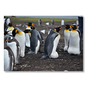 İmparator Penguenleri Ve Yavru  Mdf Ahşap Tablo 50x70 cm