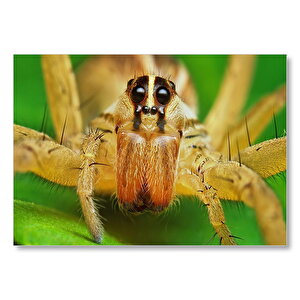 Sarı Tarantula Yakın Çekim  Mdf Ahşap Tablo 50x70 cm