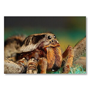 Tarantula 6 Göz Yakın Çekim  Mdf Ahşap Tablo 25x35 cm