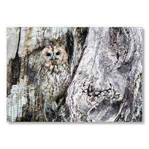 Baykuş Ve Ağaçla Muhteşem Kamuflajı  Mdf Ahşap Tablo 25x35 cm