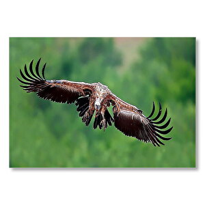 Süzülen Dev Akbaba  Mdf Ahşap Tablo 25x35 cm