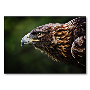Kahverengi Kartal Avını Gözlüyor  Mdf Ahşap Tablo 50x70 cm