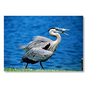 Balıkçıl Ve Ağzında Yemeği  Mdf Ahşap Tablo 50x70 cm
