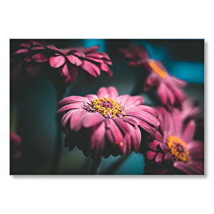 Bordo Papatyalar Yakın Çekim  Mdf Ahşap Tablo 50x70 cm