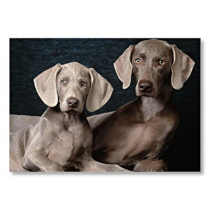 Sevimli Kahverengi Weimaranerler  Mdf Ahşap Tablo 25x35 cm