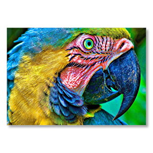 Macaw Papağanı Rengarenk Başı Yakın Plan  Mdf Ahşap Tablo 25x35 cm