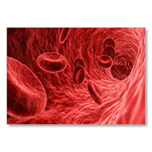 Damarların İçi Ve Alyuvarlar  Mdf Ahşap Tablo 50x70 cm