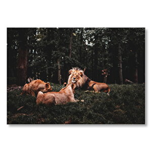 Erkek Aslan Ve Dişi Aslanlar  Mdf Ahşap Tablo 35x50 cm