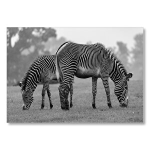 Çayırda Otlayan Zebralar Siyah Beyaz  Mdf Ahşap Tablo 25x35 cm
