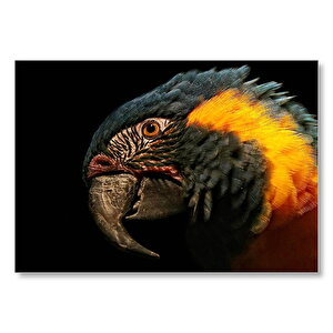 Siyah Arkaplan Turuncu Siyah Macaw  Mdf Ahşap Tablo 35x50 cm