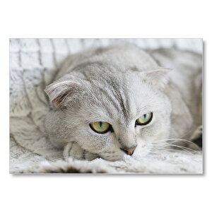 Bej British Shorthair Kedi  Mdf Ahşap Tablo 35x50 cm