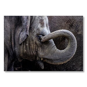 Gözünü Kaşıyan Fil Yakın Çekim  Mdf Ahşap Tablo 35x50 cm
