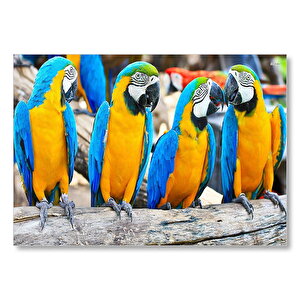 Daldaki Sarı Mavi Macaw Papağanları  Mdf Ahşap Tablo 35x50 cm