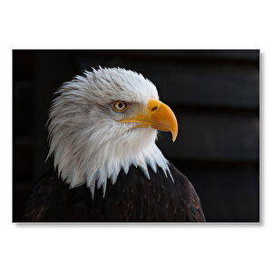 Akbaşlı Amerikan Kartalı Yakın Çekim  Mdf Ahşap Tablo 50x70 cm