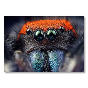 Turuncu Kafalı Mavi Dişli Örümcek  Mdf Ahşap Tablo 50x70 cm