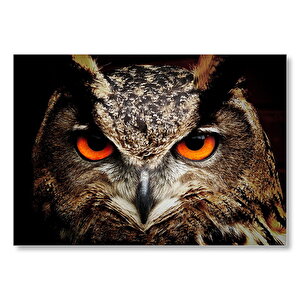 Kırmızı Gözlü Baykuş Yakın Çekim  Mdf Ahşap Tablo 25x35 cm