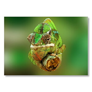 Dal Üzerindeki Bukalemun Yakın Çekim  Mdf Ahşap Tablo 25x35 cm