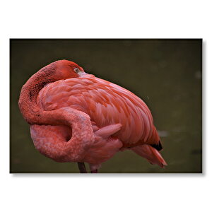 Kendine Sarılan Flamingo  Mdf Ahşap Tablo 50x70 cm