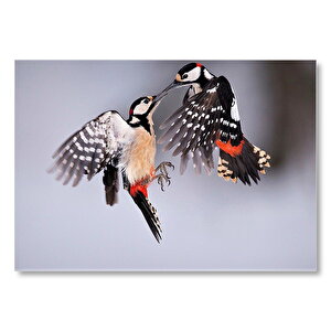 Havada Mücadele Eden İki Ağaçkakan  Mdf Ahşap Tablo 25x35 cm