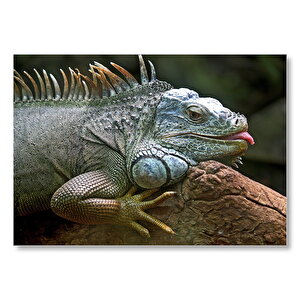 Dalın Üzerinde Dinlenen İguana  Mdf Ahşap Tablo 25x35 cm