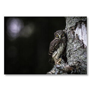 Ağaca Yaslanan Baykuş Ve Gece  Mdf Ahşap Tablo 35x50 cm