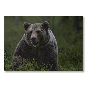 Çalıların Arasındaki Boz Ayı  Mdf Ahşap Tablo 50x70 cm