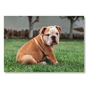 Çimlerdeki İngiliz Buldog Yavrusu  Mdf Ahşap Tablo 35x50 cm