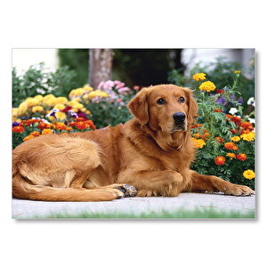 Kahverengi Golden Rertriever Ve Çiçekler  Mdf Ahşap Tablo 25x35 cm