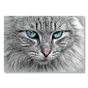Mavi Gözlü Gri Kedi Yakın Çekim  Mdf Ahşap Tablo 35x50 cm