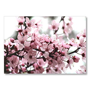 Kiraz Çiçekleri  Mdf Ahşap Tablo 50x70 cm