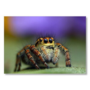 Tarantula Yakın Çekim  Mdf Ahşap Tablo 25x35 cm