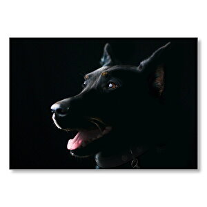 Doberman Karanlık Arka Plan  Mdf Ahşap Tablo 50x70 cm