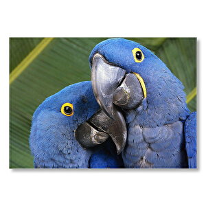 Mavi Macaw Papağanları Çift  Mdf Ahşap Tablo 50x70 cm