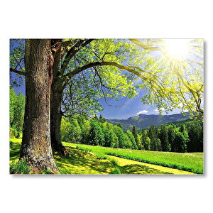 Yemyeşil Ağaçlar Ve Güneş Işıkları  Mdf Ahşap Tablo 25x35 cm