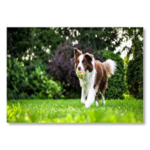 Oyuncu Çoban Köpeği Ve Topu  Mdf Ahşap Tablo 50x70 cm