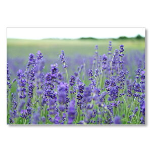 Yeşil Çayırlar Ve Lavantalar  Mdf Ahşap Tablo 50x70 cm