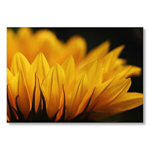 Günebakan Çiçeği Makro Çekim  Mdf Ahşap Tablo 35x50 cm
