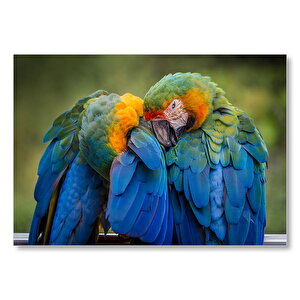 Bir Çift Mavi Macaw Papağanı  Mdf Ahşap Tablo 50x70 cm