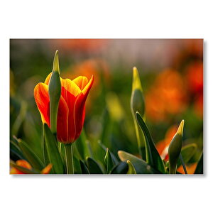 Kırmızı Laleler Ve Yeşil Yapraklar Güneş Işığı  Mdf Ahşap Tablo 25x35 cm