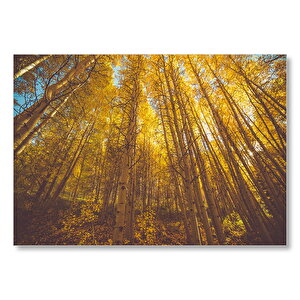Ormanda Ağaçlar Ve Altın Rengi Işıklar  Mdf Ahşap Tablo 50x70 cm