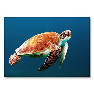 Yüzen Caretta Caretta  Mdf Ahşap Tablo 35x50 cm