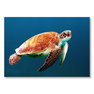 Yüzen Caretta Caretta  Mdf Ahşap Tablo 25x35 cm